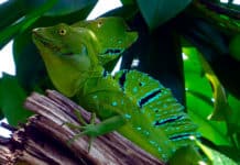 La estación seca para viajar a Centroamérica, ¿para qué es ideal? Estación seca - Centroamérica