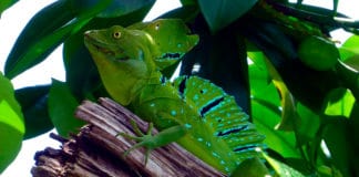 La estación seca para viajar a Centroamérica, ¿para qué es ideal? Estación seca - Centroamérica