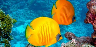 Turismo activo en Centroamérica para vivir emociones fuertes Turismo activo - Centroamérica