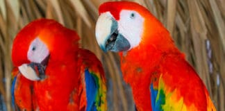 Descubre la fauna más exuberante de Centroamérica