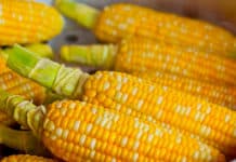 L’Amérique centrale, une fusion succulente de cuisine indigène, africaine et espagnole Centroamérica - cocina - gastronomía