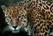 Besuch bei den Hütern des Klimas und der biologischen Vielfalt in Mittelamerika