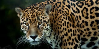 Visita a los guardianes del clima y la biodiversidad en Centroamérica