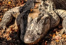 Centroamérica, el hábitat de algunos de los cocodrilos más grandes del mundo