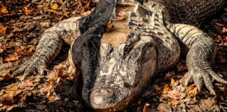 Centroamérica, el hábitat de algunos de los cocodrilos más grandes del mundo