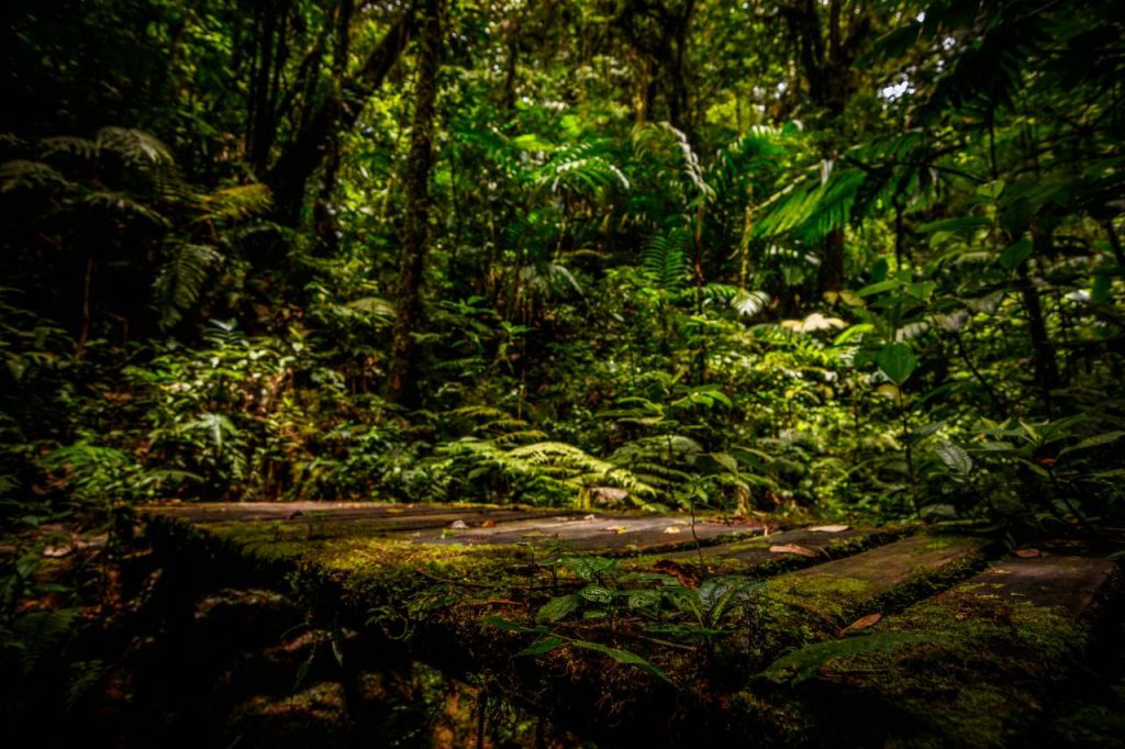 Bosque Nuboso Monteverde/Costa Rica