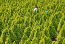 Crean un original laberinto de árboles en Honduras