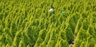 Crean un original laberinto de árboles en Honduras