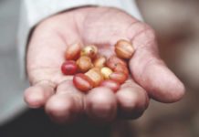 El ‘Circuito del café’ como una apuesta turística en Coclesito Circuito café apuesta turística