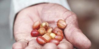 El ‘Circuito del café’ como una apuesta turística en Coclesito Circuito café apuesta turística