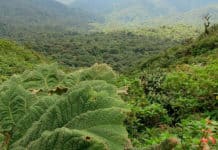 Una aventura mágica: los 5 bosques nebulosos más fascinantes de Centroamérica cinco bosques centroamérica