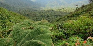 Una aventura mágica: los 5 bosques nebulosos más fascinantes de Centroamérica cinco bosques centroamérica