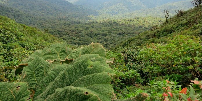 cinco bosques centroamérica cinco bosques centroamérica