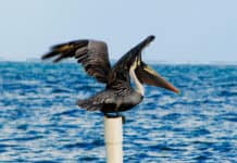 La Isla Bonita und andere Orte zum Entspannen in Zentralamerika, für eine absolut komplette Rundreise Isla-bonita-y-lugares-relax