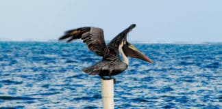 La isla bonita y otros lugares de relax en Centroamérica para una ruta súpercompleta Isla-bonita-y-lugares-relax