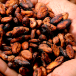 cacao panameño gana premio