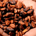 cacao premio