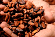 El cacao panameño gana el bronce en el Cocoa of Excellence Awards 2021 cacao panameño gana premio