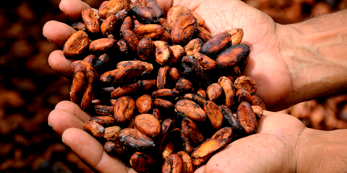 cacao panameño gana premio