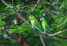 Centroamérica ornitológica: las aves más bellas de Centroamérica aves en centro america