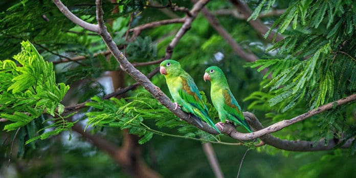aves en centro america