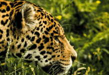 The wildlife that makes Central America a natural paradise la fauna de centroamérica