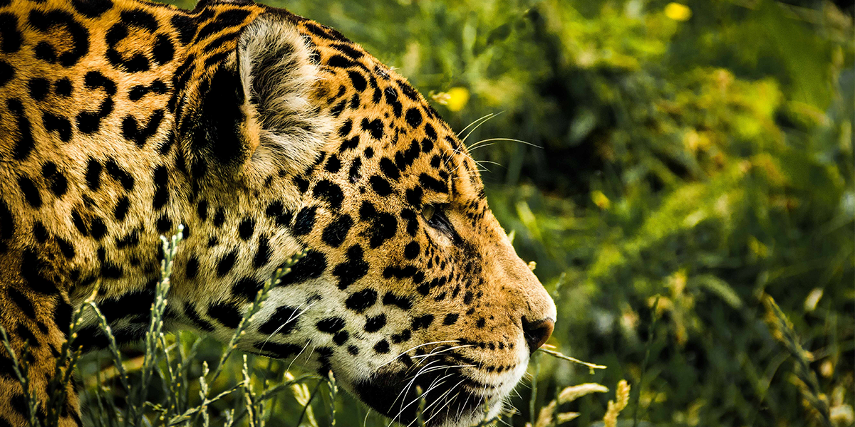 la fauna de centroamérica