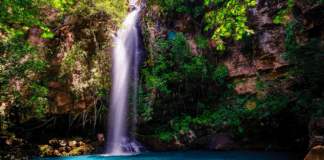 Descubre las selvas centroamericanas más imponentes y disfruta de la pasión por la naturaleza en estado puro Selvas centroamericanas pasión por la naturaleza