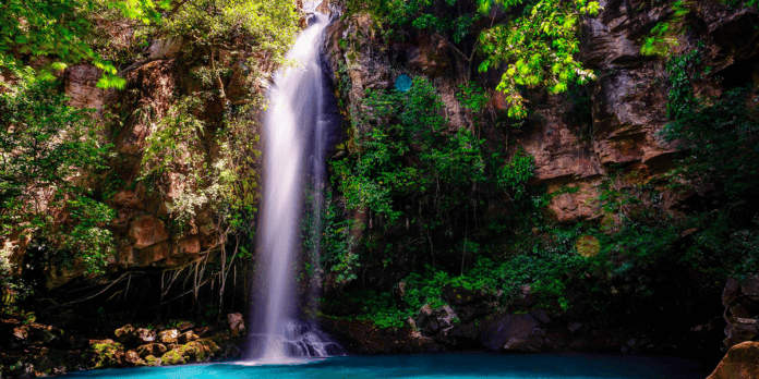 Selvas centroamericanas pasión por la naturaleza Selvas centroamericanas pasión por la naturaleza