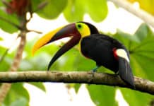 ¿Cuál es el origen y los elementos esenciales que la cultura xinca heredó a Centroamérica? elementos esenciales que la cultura xinca heredó