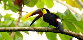 ¿Cuál es el origen y los elementos esenciales que la cultura xinca heredó a Centroamérica? elementos esenciales que la cultura xinca heredó