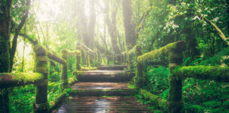 La principal reserva natural en Nicaragua y Honduras