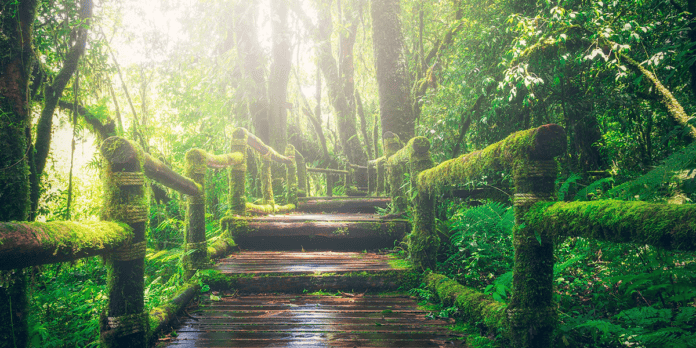 La principal reserva natural en Nicaragua y Honduras.jpg