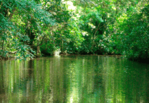 Tortuguero, un destino imprescindible para visitar en Costa Rica