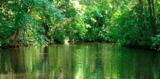 Tortuguero, un destino imprescindible para visitar en Costa Rica