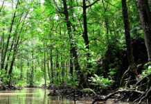 Lugares turísticos para visitar en Panamá a través de su naturaleza, cultura y gastronomía https://www.forbes.com/sites/jaredranahan/2022/12/30/the-coln-coast-panamas-most-underrated-destination-for-nature-culture-and-cuisine/?sh=efab2356af1f