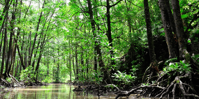 Mangroves https://www.forbes.com/sites/jaredranahan/2022/12/30/the-coln-coast-panamas-most-underrated-destination-for-nature-culture-and-cuisine/?sh=efab2356af1f