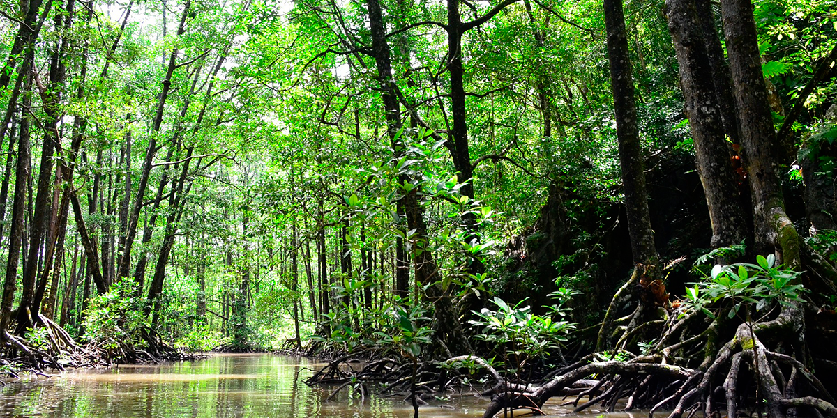 https://www.forbes.com/sites/jaredranahan/2022/12/30/the-coln-coast-panamas-most-underrated-destination-for-nature-culture-and-cuisine/?sh=efab2356af1f