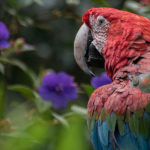 Disfruta-de-la-naturaleza-en-estado-puro.-Reservas-naturales-en-Panamá,-El-Salvador-y-Honduras