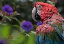 Disfruta de la naturaleza en estado puro. Reservas naturales en Panamá, El Salvador y Honduras