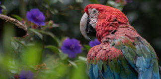 Disfruta de la naturaleza en estado puro. Reservas naturales en Panamá, El Salvador y Honduras