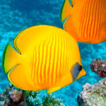 Joyas-submarinas-de-Centroamérica,-explora-las-impresionantes