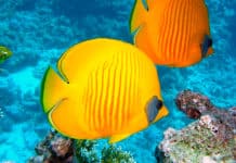 Les joyaux sous-marins d’Amérique centrale : explorez les impressionnants récifs coralliens du Belize, de la République dominicaine et du Honduras.