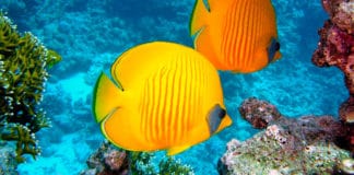 Les joyaux sous-marins d’Amérique centrale : explorez les impressionnants récifs coralliens du Belize, de la République dominicaine et du Honduras.