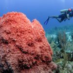 Encuentro-con-la-biodiversidad-en-Panamá,-Belice-y-El-salvador-