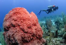 Biodiversity in Panama, Belize and El Salvador