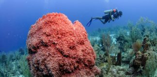 Encuentro con la biodiversidad en Panamá, Belice y El Salvador