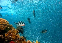 Explora las maravillas ocultas de Centroamérica: un paraíso subacuático en el continente americano