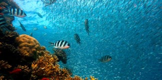 Explora las maravillas ocultas de Centroamérica: un paraíso subacuático en el continente americano