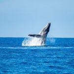 Avistamiento-de-ballenas-jorobadas-playa-los-Cobanos